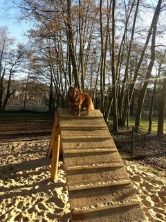 Hondenpark Bist Ekeren Logo