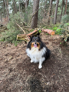 Lommel kattenbos hondenlosloopzone logo