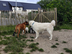 Honden Losloopweide Welle Logo