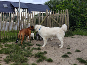 Honden Losloopweide Welle logo