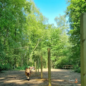 Foxies Forest logo