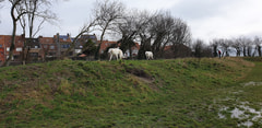 Hondenloopweide Raversijde Logo