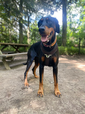 Hondenweide Tivolipark logo