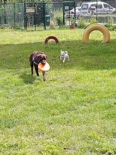 Doggy's Free Run vzw Logo