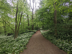 Dieleghem Woods Logo