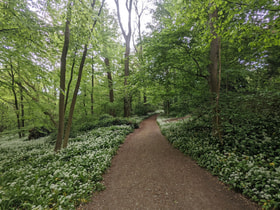 Dieleghem Woods logo