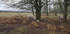 Hondenlosloopzone Tenhaagdoorn Logo