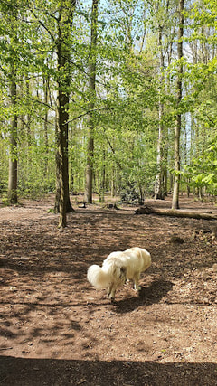 Hondenlosloopzone Peerdsbos Logo