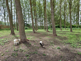 't Hondenbos logo