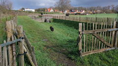 Hondenweide Meise Logo