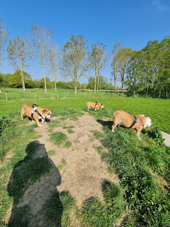 Speelweide Waf en Woef Logo