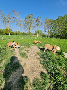 Speelweide Waf en Woef logo