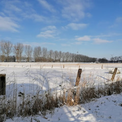 Hondenpark Zandvlietse Dorpstraat Logo