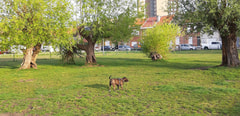 Hondenpark Aartselaarstraat Logo