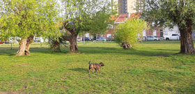 Hondenpark Aartselaarstraat logo